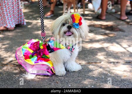 Südamerika, Brasilien - 23. Februar 2019: Kostümierte Hunde werden während der Karnevalsparty "Blocao Dog" in Tijuca in der Nordzone von Rio de Janeiro gesehen. Stockfoto