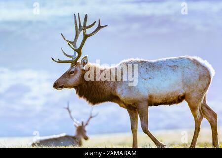 Nahaufnahme der männlichen Tule Elk (Cervus canadensis nannodes), die auf den Grasländern der Point Reyes National Seashore, Pacific Ocean Shoreline, Kalifornien, grasen Stockfoto