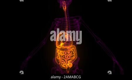 Anatomie Des Verdauungssystems Der Menschlichen Inneren Organe. 3D Stockfoto