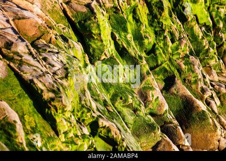 Nahaufnahme von grünen Algen bedeckten Felsen an der Küste des Pazifischen Ozeans, Drakes Beach, Point Reyes National Seashore, Kalifornien Stockfoto