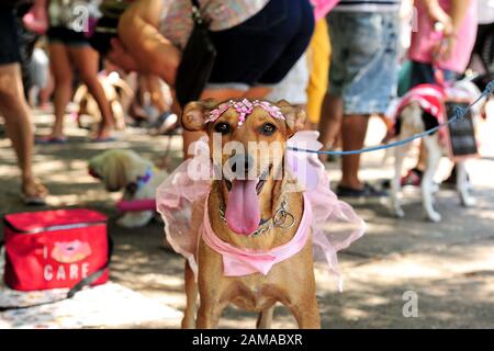 Brasilien - Februar 23, 2019: Kostümierte Hund bekommt in der Karneval Geist während der jährlichen pet-Party im Tijuca gehalten, in Rio de Janeiro's North Zone. Stockfoto