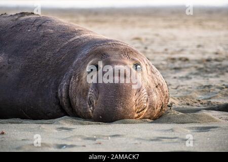 Nahaufnahme der männlichen Elefantendichtung, Drakes Beach, Point Reyes National Seashore, Kalifornien Stockfoto