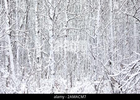 Bäume im Wald an einem Wintertag in Kanada mit Schnee bedeckt Stockfoto