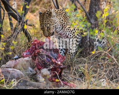 Leopard, Panthera pardus, at a Kill, Khwai Private Reserve, Okavango Delta, Botswana Stockfoto
