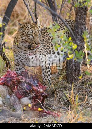 Leopard, Panthera pardus, at a Kill, Khwai Private Reserve, Okavango Delta, Botswana Stockfoto