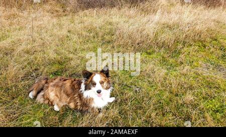 Blick auf einen walisischen Corgi-Cardigan-Hund, der während einer Wanderung in hohem Grasland ruht. Stockfoto