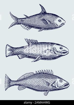 Sammlung von drei verschiedenen Fischen aus brasilien in Seitenansicht (nach einer historischen Abbildung aus dem 17. Jahrhundert) Stock Vektor