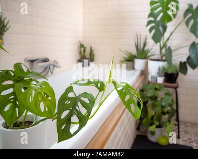 Helles Badezimmer mit U-Bahn-Fliesen und einer großen Auswahl an grünen Topfpflanzen wie einer Affenmaskenanlage, die eine grüne Oase schafft Stockfoto