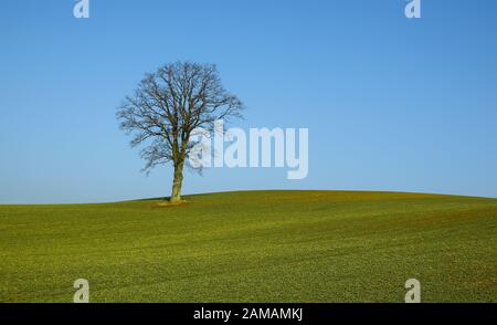 Ein einziger Baum auf einer Wiese in Ostholstein, Norddeutschland. Stockfoto