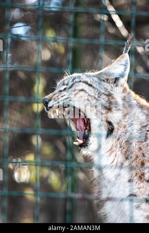 Leopard, große gepunktete Katze leckt Pfote Close-Up Bobcat Tier Stockfoto