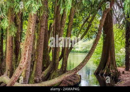 Lakeside Scene, Ashburton Domain, Neuseeland Stockfoto