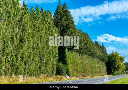 Riesige Hecke in der Nähe von Ashburton, Neuseeland, in der Nähe eines Trimmes Stockfoto