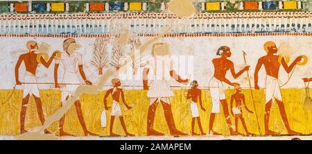 UNESCO Welterbe, Theben in Ägypten, das Tal der Adligen, Grab von menna. Landwirtschaftliche Szene, Vermessung Felder mit einem Seil. Stockfoto