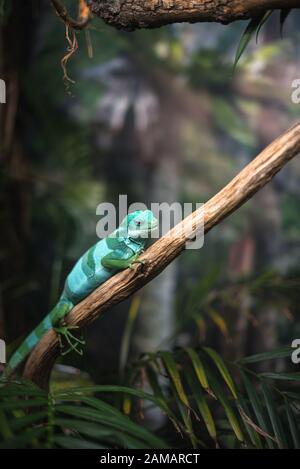 Reptilien grün blau auf Ast Aquarium Haustier Zoo Heim niedliche Echse Kopf Zunge Augen Blick gehen exotische seltene Arten Stockfoto