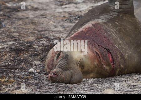 Schlacht am männlichen südlichen Elefantensiegel (Mirounga leonina), das an einem sandigen Strand auf Sea Lion Island auf den Falklandinseln liegt. Stockfoto