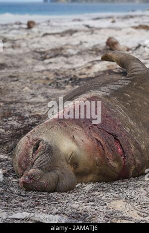 Schlacht am männlichen südlichen Elefantensiegel (Mirounga leonina), das an einem sandigen Strand auf Sea Lion Island auf den Falklandinseln liegt. Stockfoto