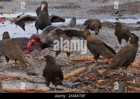 Riesenpetrels und Streiften Caracara, der sich auf den Falklandinseln von der Karkasse eines südlichen Elefantensiegels auf Sea Lion Island ernährte. Stockfoto