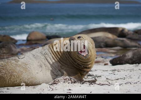 Große männliche Südlicher See-Elefant (Mirounga leonina leonina) während der Brutzeit auf Sea Lion Island in den Falkland Inseln. Stockfoto