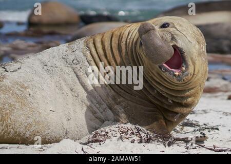 Große männliche Südlicher See-Elefant (Mirounga leonina leonina) während der Brutzeit auf Sea Lion Island in den Falkland Inseln. Stockfoto