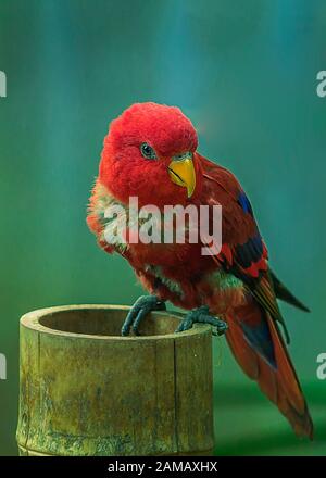 Nahaufnahme eines australischen Königspapagei Stockfoto