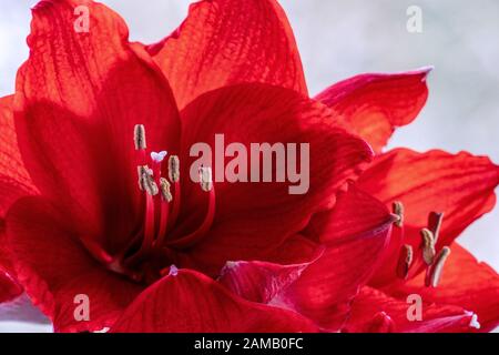 Detaillierte Nahaufnahme der roten Amaryllis (Hippeastrum) mit Details wie Pistillen und Pollen Stockfoto