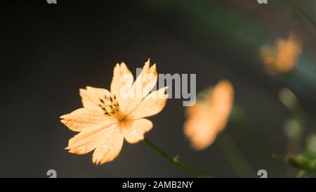 Die Schönheit des Schwefelkosmos oder Gelben Kosmos und grünes Blatt ist Hintergrund, Cosmos sulphureus ist auch bekannt als Schwefelkosmos und gelber Kosmos. Stockfoto