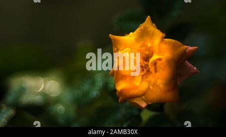 Gelbe Blumen und funkelnde Wassertropfen auf dem Pistil, schimmernde Hochblätter im Wind Stockfoto