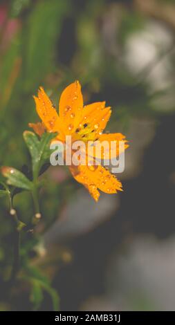 Gelbe Blumen und funkelnde Wassertropfen auf dem Pistil, schimmernde Hochblätter im Wind Stockfoto