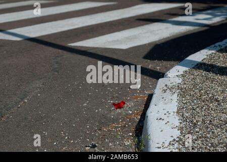 Einzelner roter Mohn, der sich gegen die Grauigkeit von Straße, Fußgängerüberweg und weiß gestrichene Bordsteinkante auskragt Stockfoto