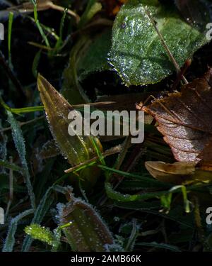 Nahaufnahme von frostgespitzten Blättern mit winterlicher Sonne, die das Unterholz hervorhebt Stockfoto