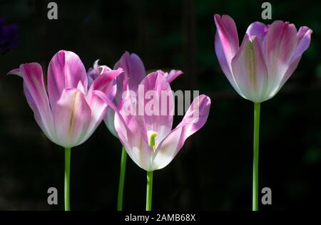 Vier rosafarbene Tulpen in voller Sonne mit Hochblättern, die vor schwarzem Hintergrund hervorgehoben sind Stockfoto