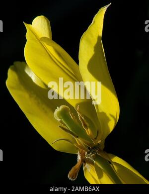 Nahaufnahme von gelber, gestelzter Tulpe mit einem nach unten gekehrten Blütenblatt, der Staubfäden und Samenkopf vor schwarzem Hintergrund zeigt Stockfoto