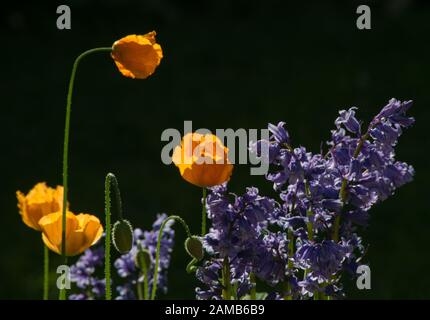 Orangefarbene Mohn und Bläuzchen mit heller Sonne, die die Blumen vor einem dunklen Hintergrund hervorheben Stockfoto