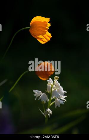 Nahaufnahme von zwei leuchtend orangefarbenen Mohn mit weißen Blumen vor dunklem Hintergrund, wobei die Sonne die Blüte hervorhebt Stockfoto