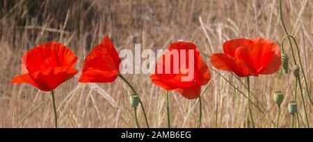 Nahaufnahme von vier scharlachroten Mohn, die in voller Sonne mit blassem neutralen Hintergrund gefangen wurden Stockfoto