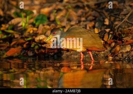 Grau-necked Holz Schiene (Aramide Cajanea) Stockfoto