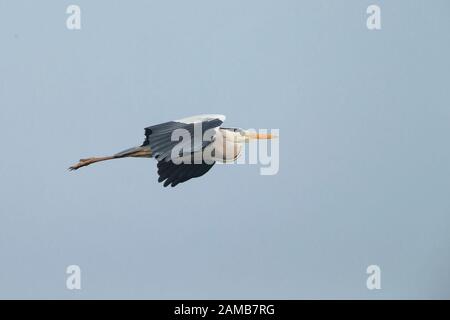 Graureiher (Ardea Cinerea) Stockfoto
