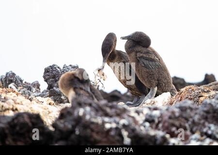 Galapagos Flugunfähige Cormorant (Phalacrocorax harrisi) Stockfoto