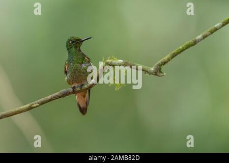 Buff-tailed Coronet (Boissonneaua flavescens) männlich Stockfoto