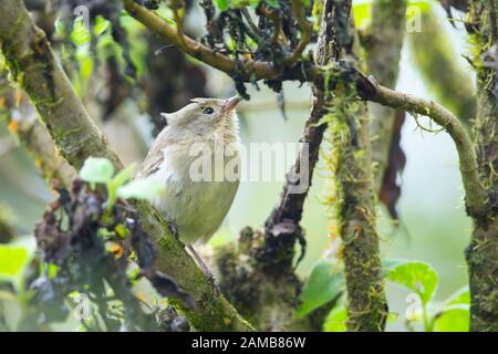 Grüner Warbler-Finch (Certhidea olivacea) Stockfoto