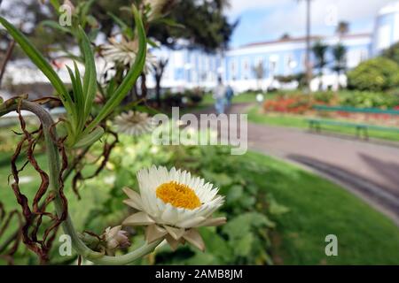 Garten-Strohblume (Xerochrysum bracteatum, Syn. Helichrysum bracteatum, Bracteantha bracteata), im Garten Pater Sena Freitas, im Hintergrund der Concei Stockfoto