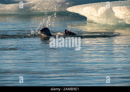 Dichtung (Phoca Vitulina) Schwimmen im Gletscher Lagune von Joekulsárlón, Vatnajoekull Gletscher, Austurland, Island Stockfoto