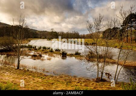 Der River Tweed überschwemmt Felder nach starkem Regen in der Nähe von Broughton in den schottischen Grenzen Stockfoto