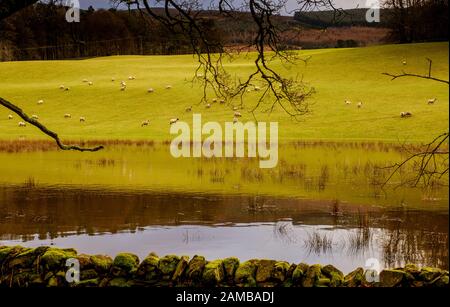 Der River Tweed überschwemmt Felder nach starkem Regen in der Nähe von Broughton in den schottischen Grenzen Stockfoto