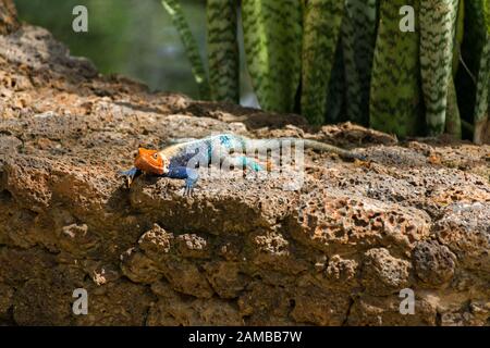 Eine bunte männliche Agama-Echse (Agama lionotus), die auf einer felsigen Wand in der Sonne, Kenia, ruht Stockfoto