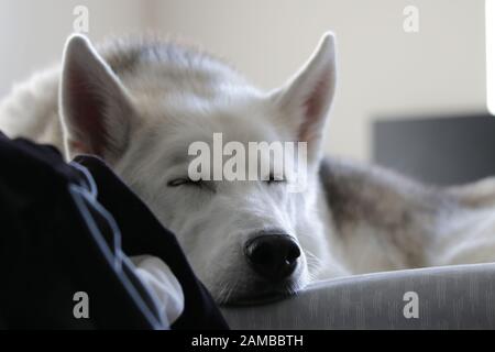 Ein Husky wird im Innenbereich beim Baden im Sonnenlicht gefangen. Stockfoto