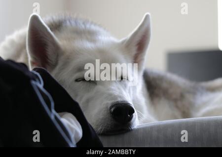 Ein Husky wird im Innenbereich beim Baden im Sonnenlicht gefangen. Stockfoto