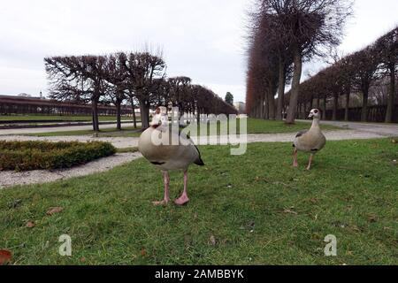 Nilgänse (Alopochen Aegyptiaca) im Park von Schloss Augustusburg, Brühl, Nordrhein-Westfalen, Deutschland Stockfoto