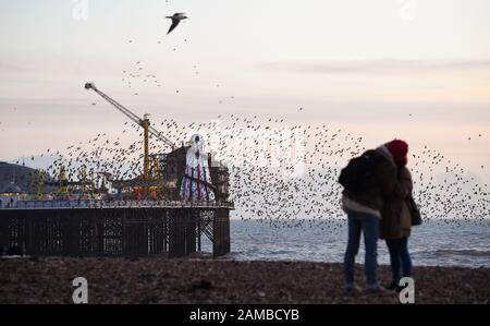 Brighton UK 12. Januar 2020 - Besucher sehen die tägliche starrende Murmaturierung bei Sonnenuntergang am Brighton Palace Pier, wie Storm Brendan voraussichtlich ab morgen in Großbritannien ankommen wird. Kredit: Simon Dack / Alamy Live News Stockfoto