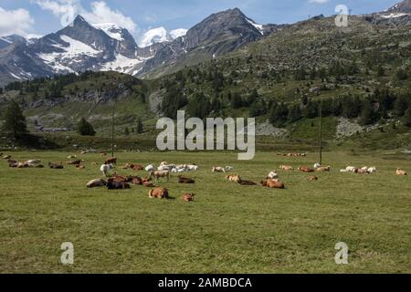 Kühe auf den Feldern entlang des Berninapasses. Blick vom Bernina-Express-Zug. Graubünden, Schweiz Stockfoto